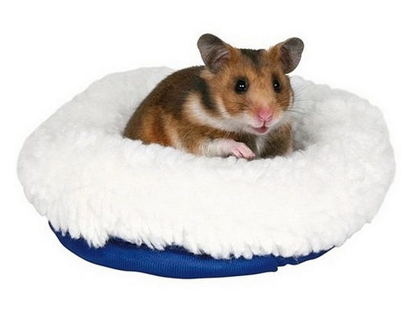 HAMSTER