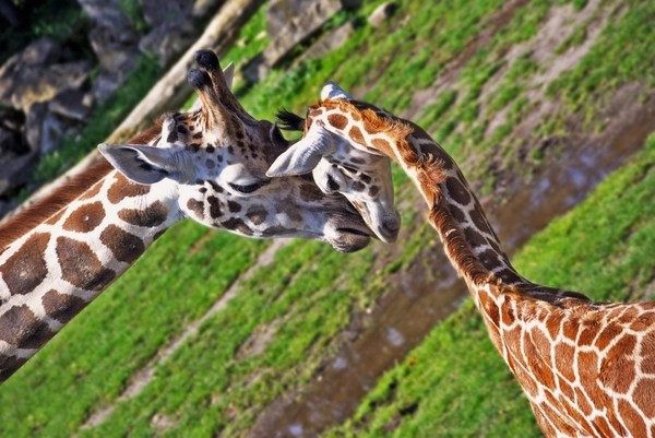 GIRAFES