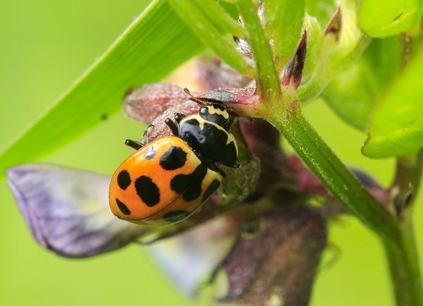 COCCINELLE 2