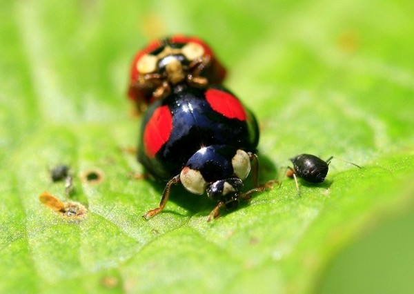 COCCINELLES