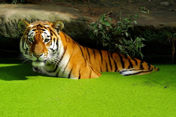 TIGRE