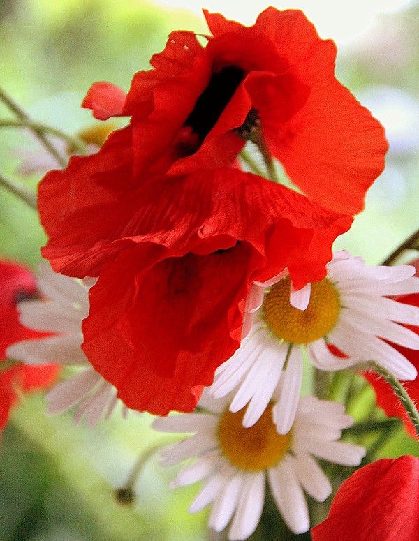 COQUELICOTS