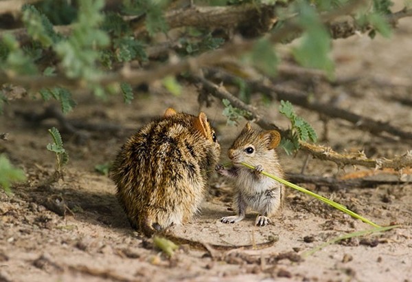 SOURIS RAT HAMSTER... 2