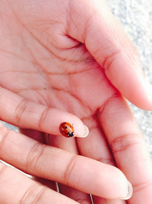 COCCINELLE