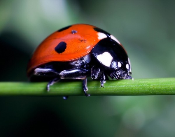 COCCINELLE