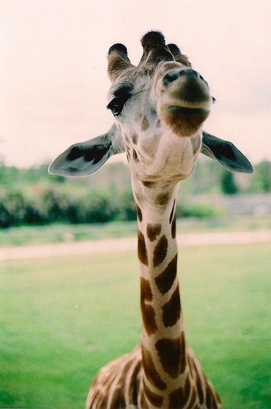 GIRAFE