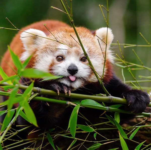 PANDA