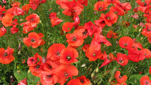 COQUELICOTS