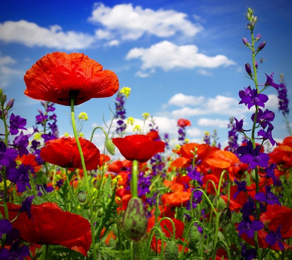 COQUELICOTS