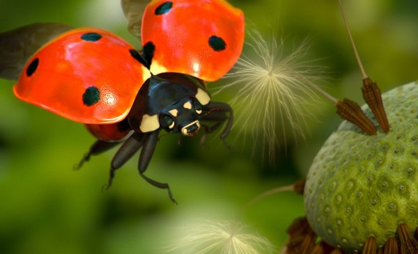 COCCINELLE