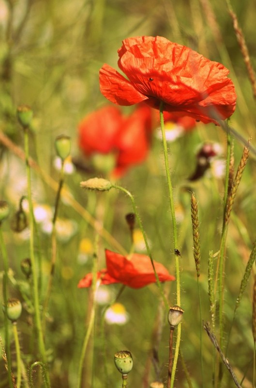 COQUELICOTS