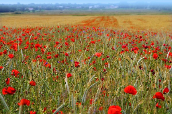 COQUELICOTS