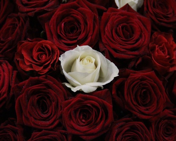 ROSES 2