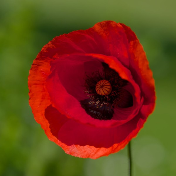 COQUELICOTS 2