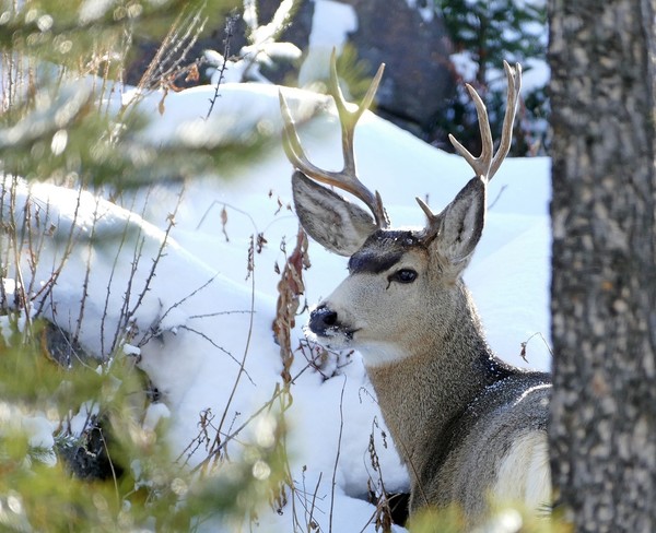 BICHE CERF...