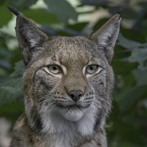 LYNX