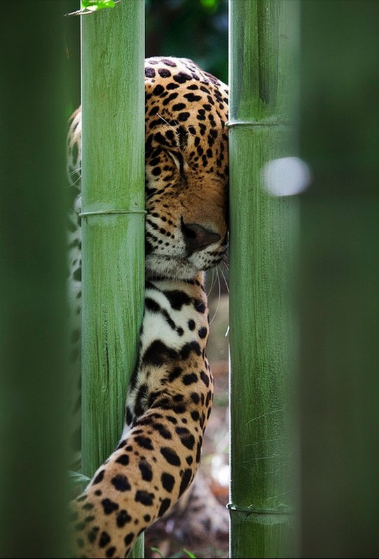 LEOPARD