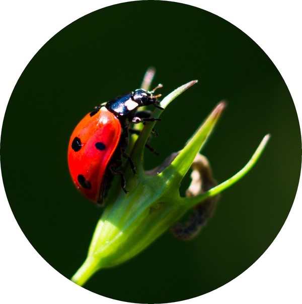 COCCINELLE 2