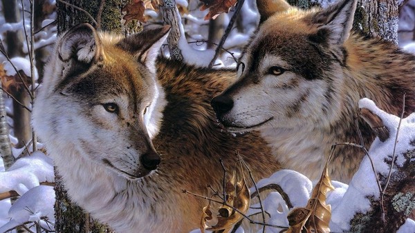 LOUPS