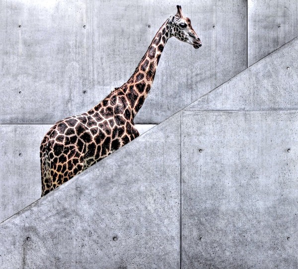 GIRAFE