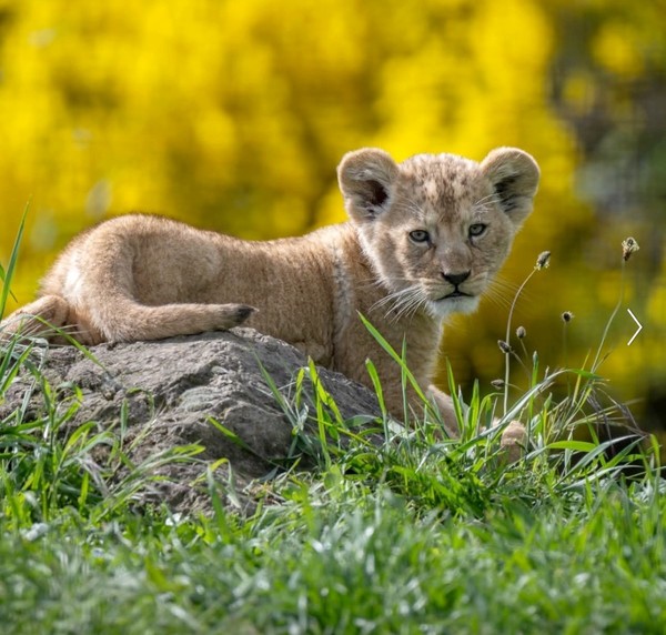 LES FELINS 3