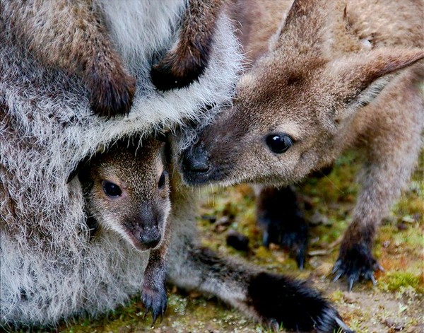 KANGOUROUS