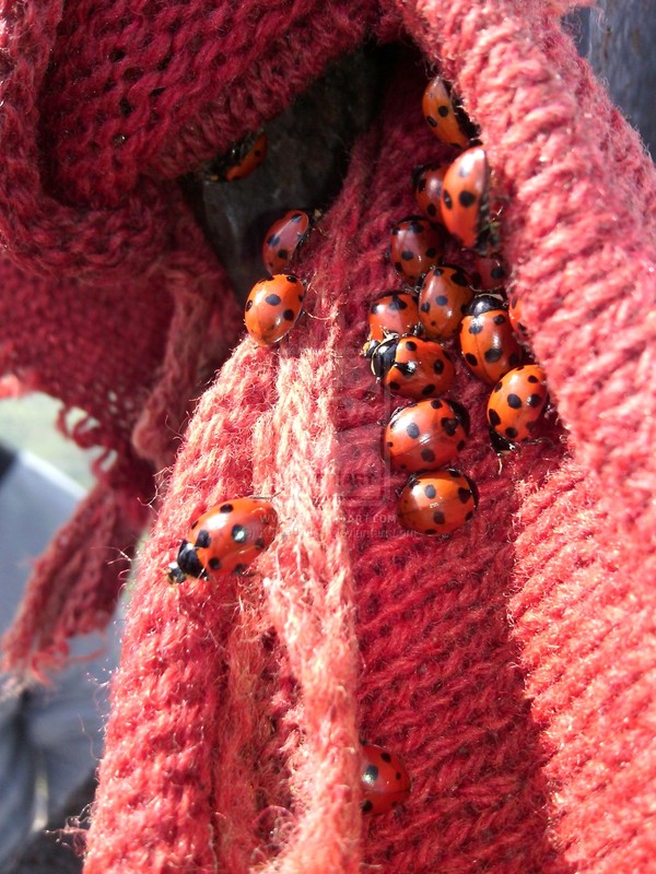 COCCINELLES