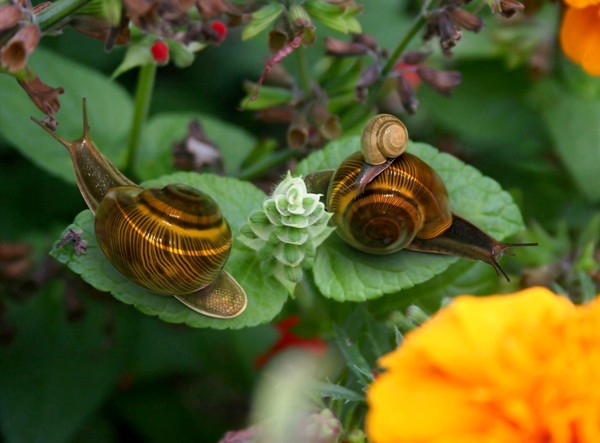 ESCARGOTS