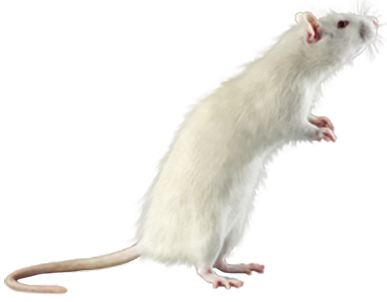 RAT