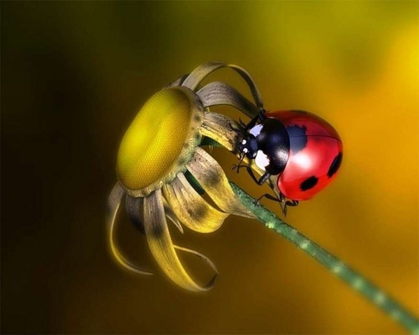 COCCINELLE