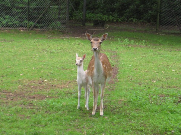 BICHE ET FAON