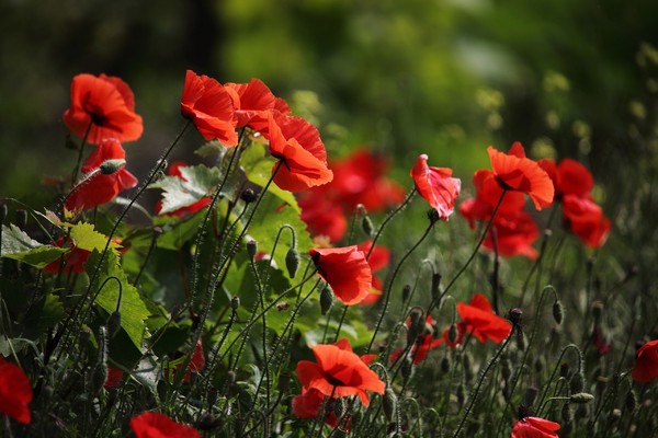 COQUELICOTS