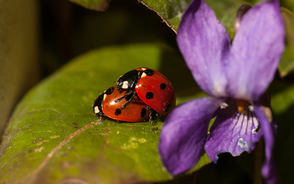 COCCINELLES