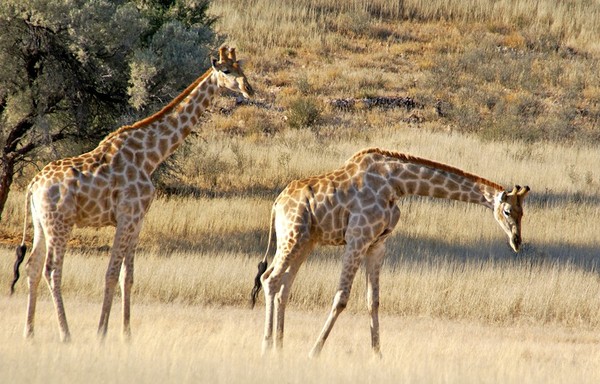 GIRAFES