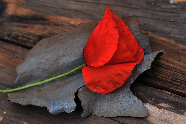 COQUELICOT