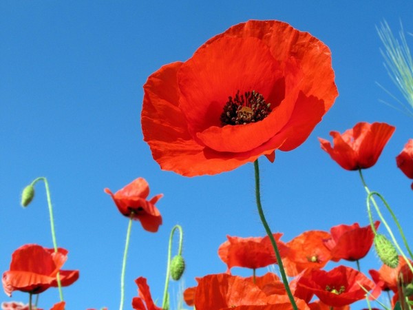 COQUELICOTS