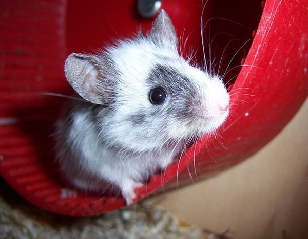 SOURIS RAT HAMSTER... 2