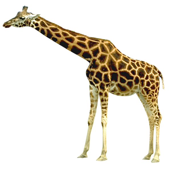 GIRAFE