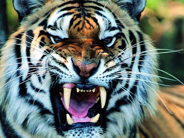 TIGRE