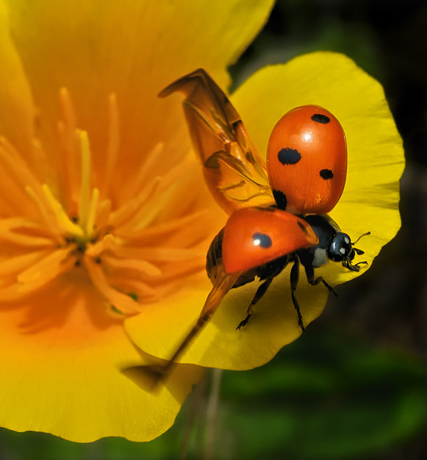 COCCINELLE