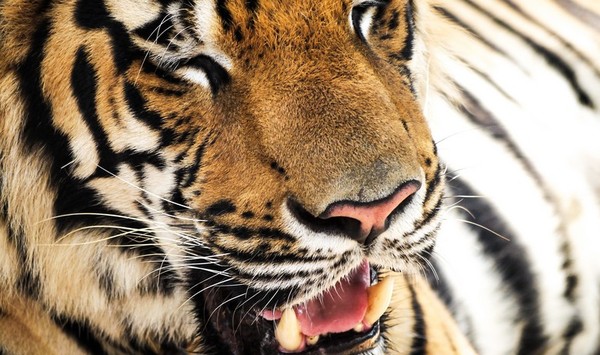 TIGRE