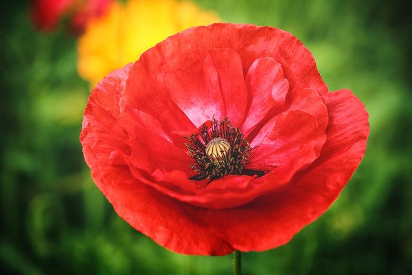 COQUELICOT