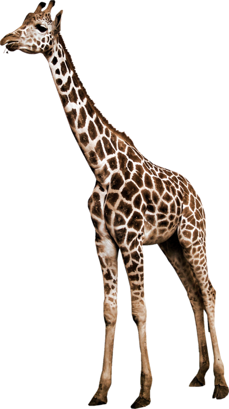 GIRAFE