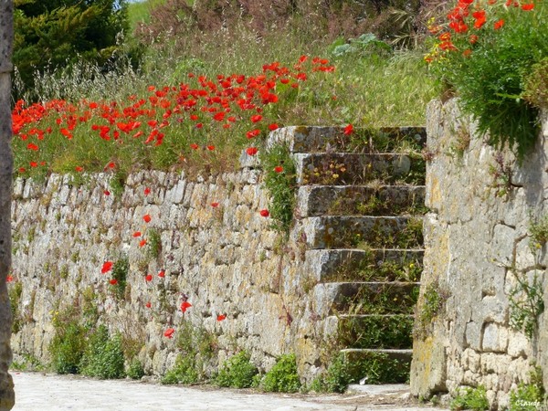 COQUELICOTS