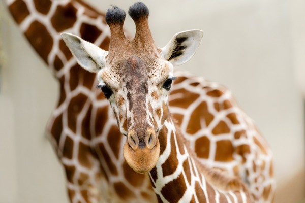 GIRAFE