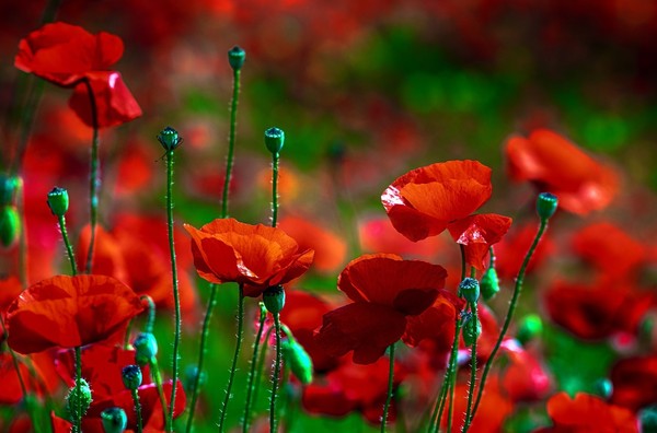 COQUELICOTS