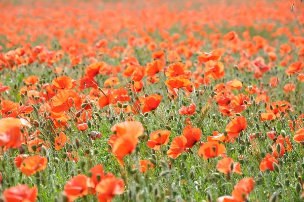 COQUELICOTS