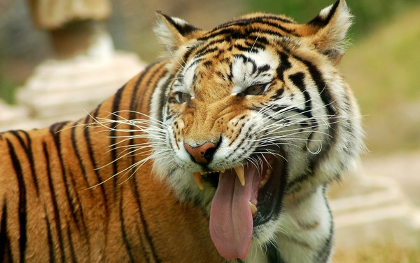 TIGRES