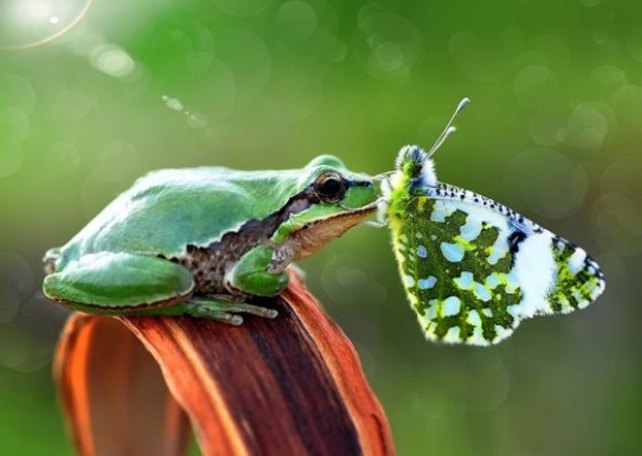 GRENOUILLE ET PAPILLON