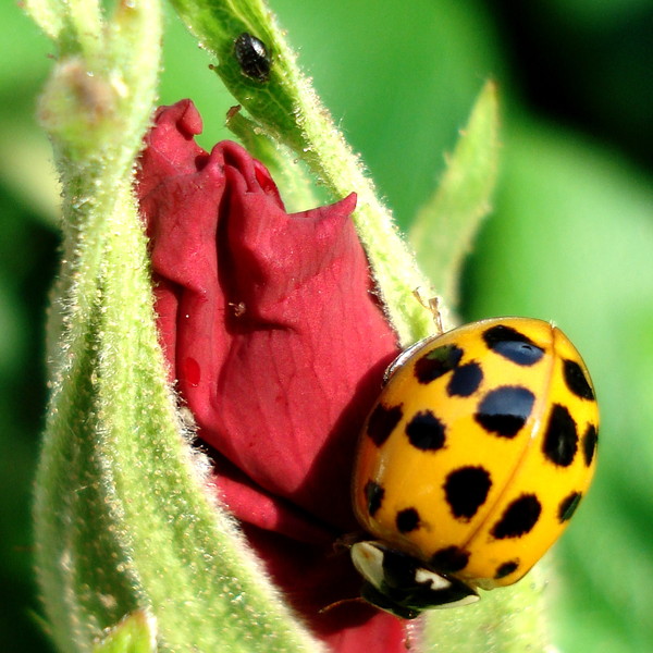 COCCINELLE